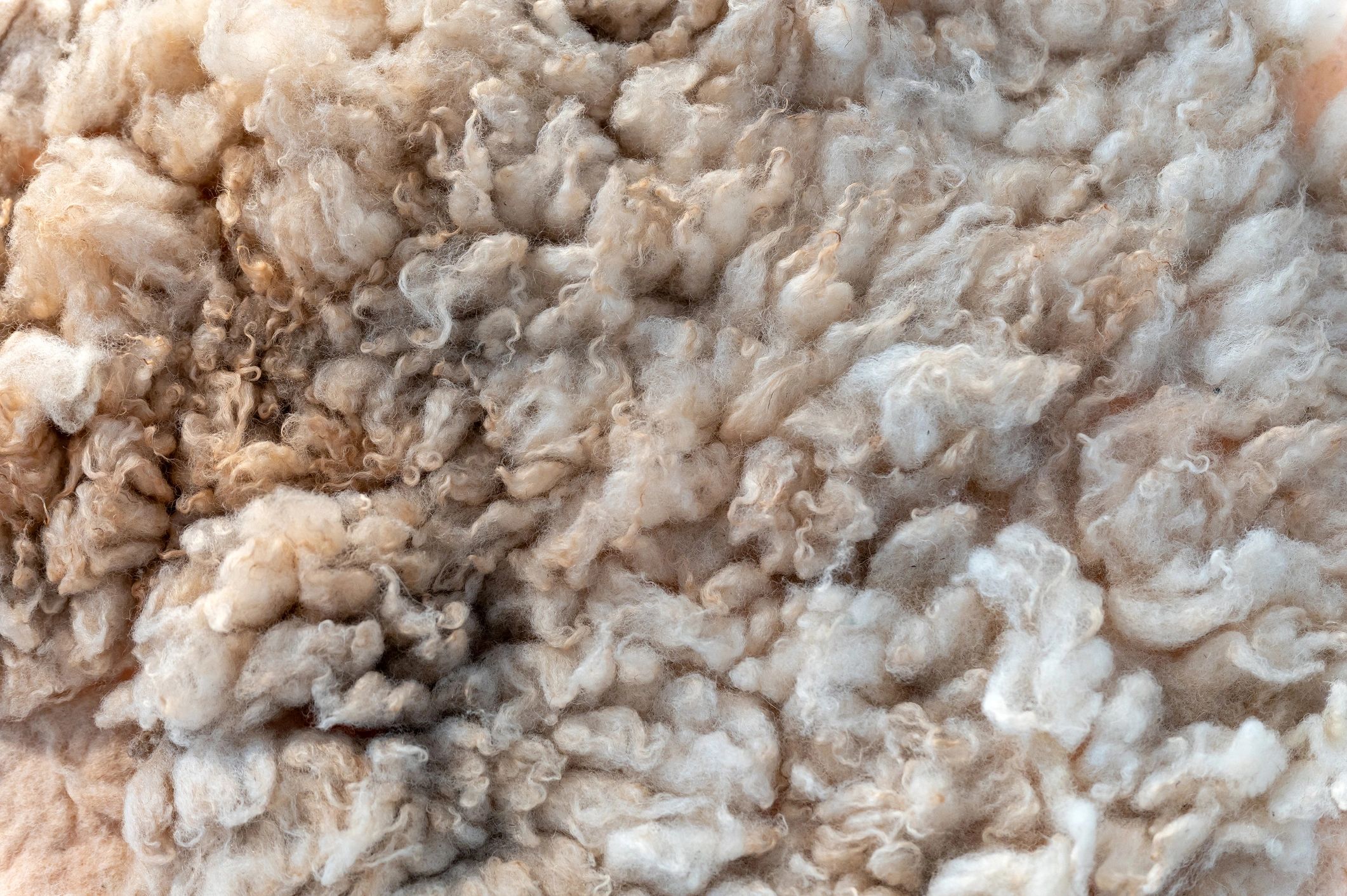 Close-up texture of raw wool fleece