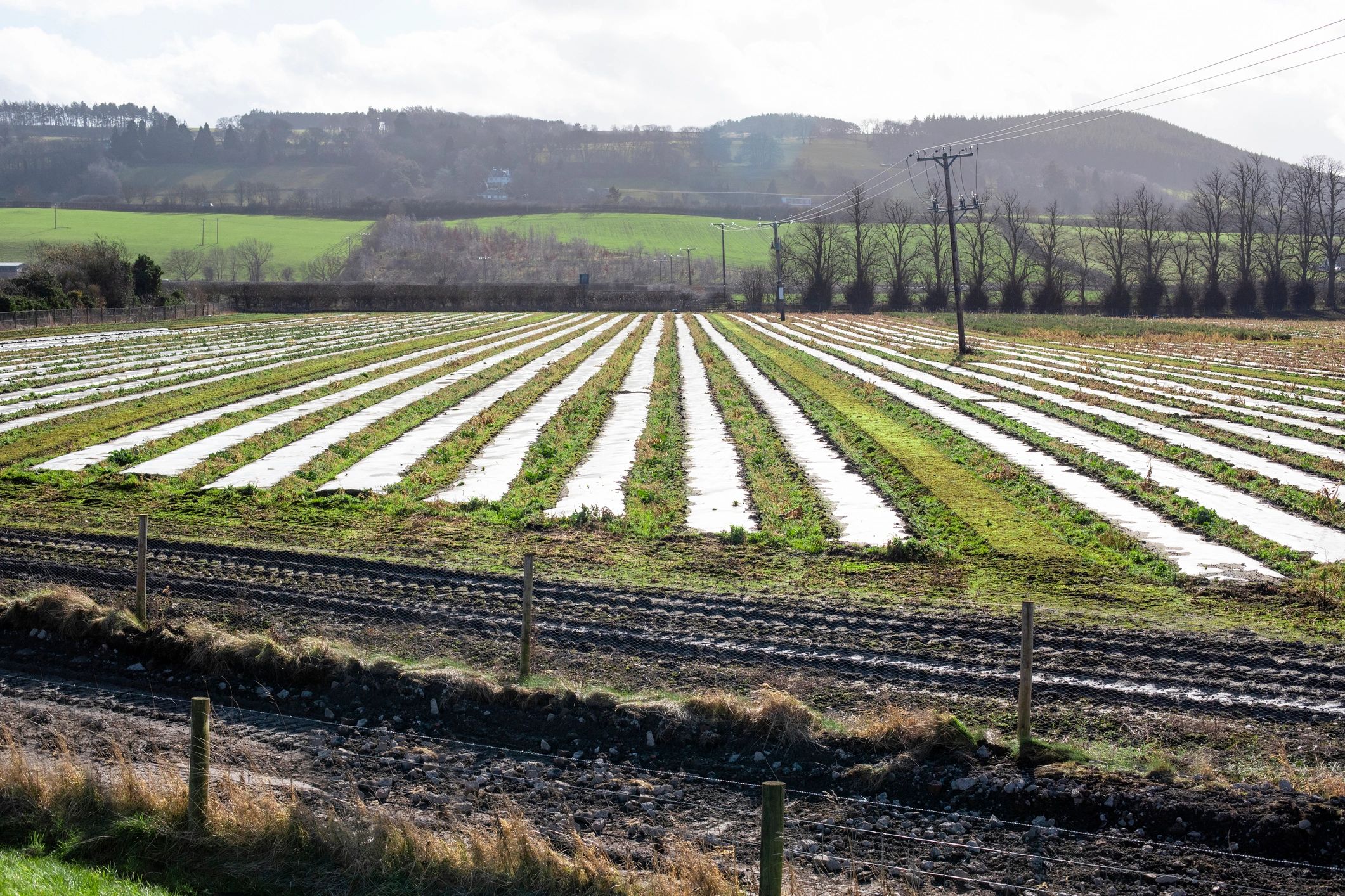 Agricultural field representing soil protection and restoration