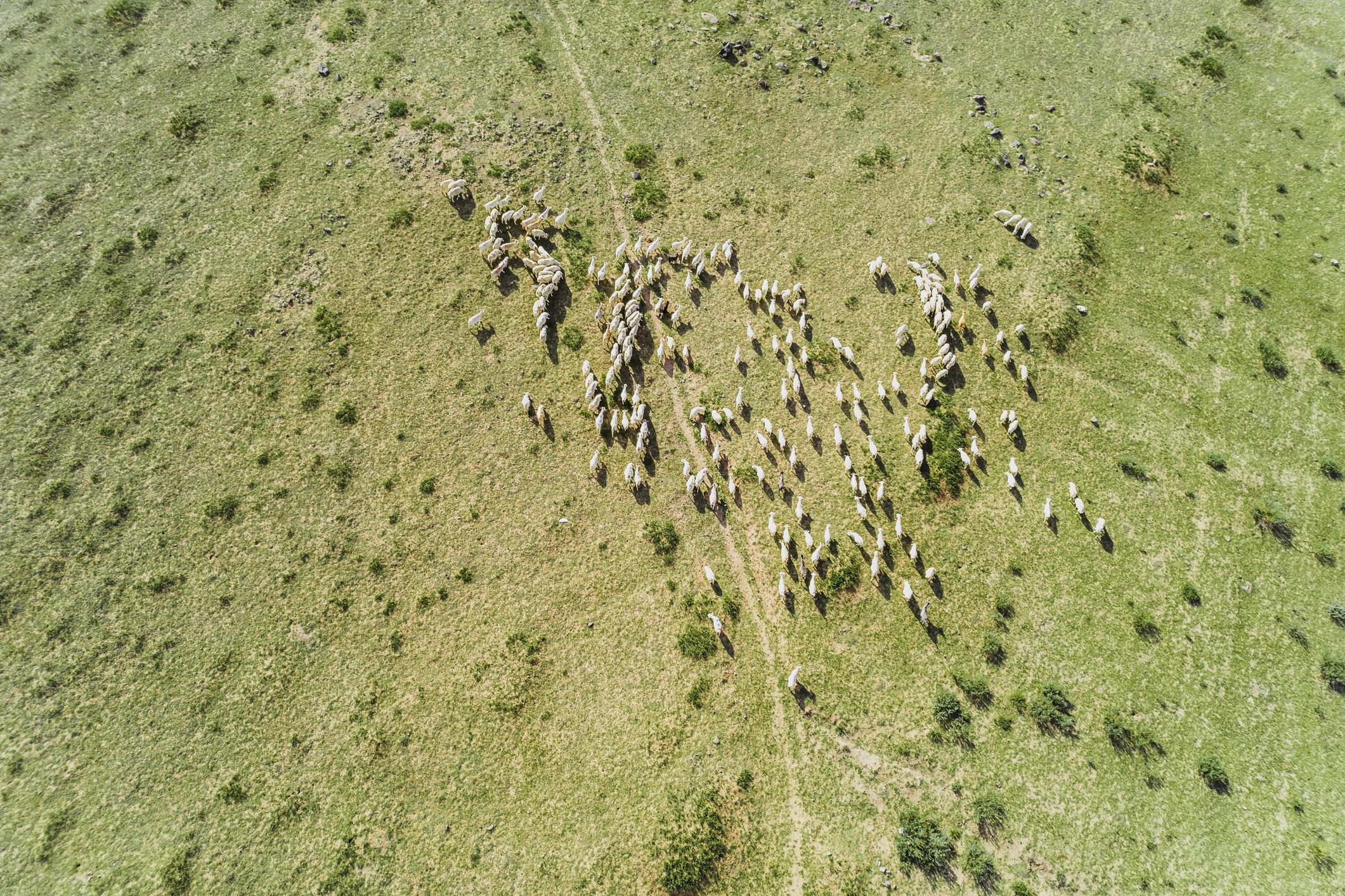 Aerial View of the Sheep Herd on Agriculture Farm